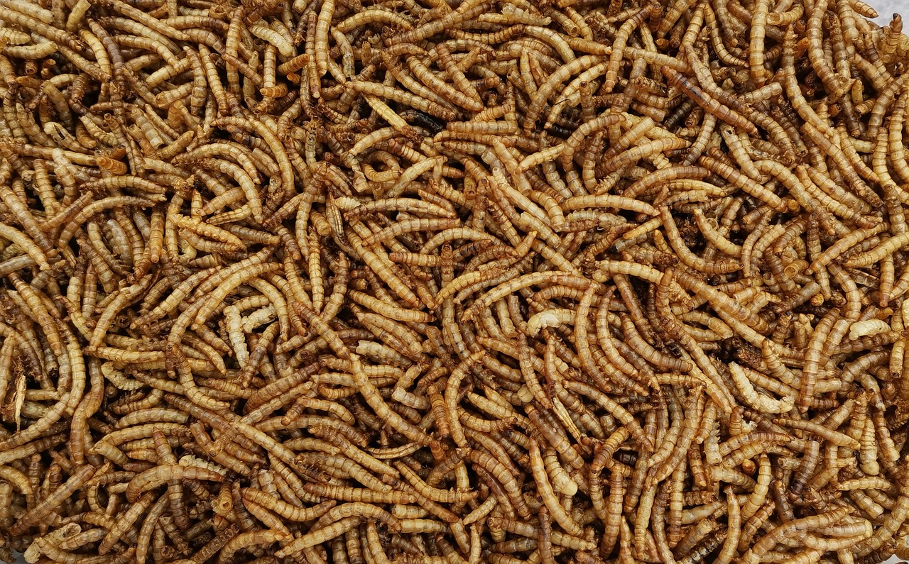 Discovering the Magic of Mealworms: Why I Started Farming Mealworms